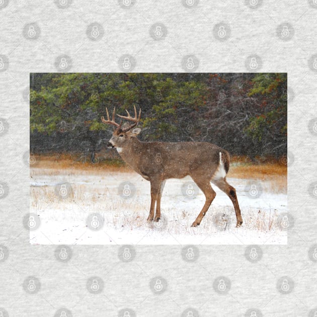 Buck in Snow - White-tailed Deer by Jim Cumming